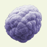 Buy Sea Urchin Embryo Three Hours after Fertilization at AllPosters.com