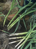 Buy Freshly Dug Leeks (Allium Porrum), Varna Variety at AllPosters.com