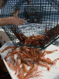Buy Spot Prawns (Pandalus Platyceros) in a Fishing Trap, Alaska, Usa, Pacific Ocean at AllPosters.com