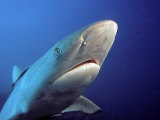 Gray Reef Shark Head (Carcharhinus Amblyrhynchos), Fiji