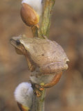 Spring Peeper, Hyla Crucifer, Eastern USA
