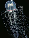 Buy Bell Jelly, Polyorchis Penicillatus, Order Anthomedusae, Pacific Coast of North America at AllPosters.com