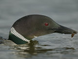 Common Loon Eating (Gavia Immer) North America