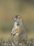 Buy A Black-Tailed Prairie Dog, Cynomys Ludovicianus, Wyoming, USA at AllPosters.com