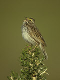 Savannah Sparrow Singing, Passerculus Sandwichensis, Western USA