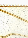Honeybee Wing Showing Veins, Hairs, and Hooks (Apis Mellifera)