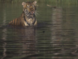 Siberian Tiger in Water, Panthera Tigris Altaica, Russia and Northern Asia