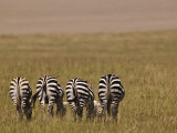 Burcell's Zebras (Equus Burchelli) Masai Mara Game Reserve, Kenya
