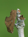 Notodontid Moth (Rhapigia Aymara), Family Notodontidae, Ecuador