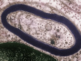 Cross-Section of a Myelinated Neuron Showing the Myelin Sheath. Tem