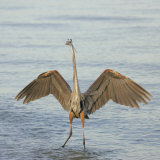 Great Blue Heron Wading in Water with its Wings Spread, Ardea Herodias, Sanibel, Florida, USA