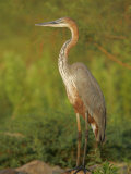 Goliath Heron, Ardea Goliath, Lake Baringo, Kenya, Africa