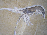 Fossil Prawn or Shrimp (Aeger Tipularius), Jurassic, Worldwide Distribution Photographic Print