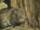 Eastern Meadow Vole (Microtus Pennsylvanicus), Eastern North America