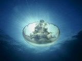 Moon Jellyfish, Aurelia Labiata, Point Lobos, California, USA