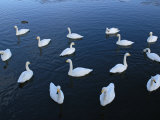 Whooper Swan (Cygnus Cygnus) Swimming, Japan. Wingspan 225Cm