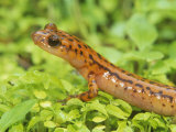 Cave Salamander Head, Eurycea Lucifuga, Eastern North America