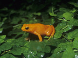 Golden Mantella Frog. (Mantella Aurantiaca) Madagascar