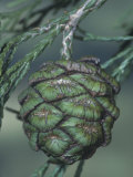 Developing Giant Sequoia Seed Cone, Sequoiadendron Giganteum, California, USA Photographic Print