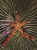 A Sea Star or Starfish Regenerating Three of its Arms, Linckia Multiflora, Fiji, Pacific Ocean