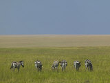 Burchell's Zebras Grazing, Masai Mara Game Reserve, Kenya