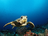 Hawksbill Turtle (Eretmochelys Imbricata), Maldives, Indian Ocean