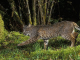 Buy A Bobcat (Felis Rufus), Mount Hood National Forest, Oregon, USA at AllPosters.com