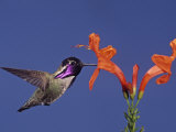 Costa's Hummingbird, Calypte Costae, Feeding at a Flower, California, USA