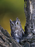 Western Screech Owl in a Coniferous Forest, Otus Kennicotti, Western North America
