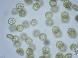 Sphaerocystis Cyanobacteria