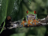 Red-Eyed Treefrog, , Agalychnis Callidryas