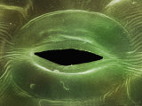 Open Stomate on a Leaf Surface