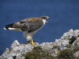 Female Red-Backed Hawk (Buteo Polyosoma), Falkland Islands