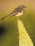 Northern Mockingbird on a Cactus, Mimus Polyglottos, North America