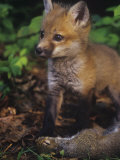 Red Fox Pup (Vulpes Vulpes) Next to Gray Squirrel Prey (Sciurus Carolinensis), North America