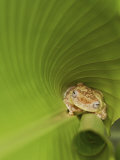 Tree Frog, Hyalinobatrachium Valerioi