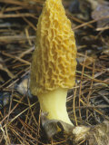 Yellow Morel Mushroom, Morchella Esculenta, Ascomycetes, North America