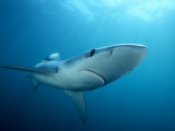 Blue Shark (Prionace Glauca), Southern California, USA