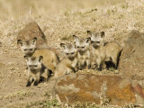 Bat-Eared Fox Young Near their Den, Otocyon Megalotis, East Africa