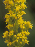 Bog Goldenrod, Solidago Uliginosa, North America
