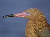 Reddish Egret Head in Brown Plumage, Egretta Rufescens, Florida, USA