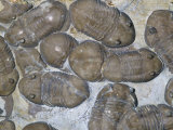 Trilobite Fossil (Homotelus Bromidensis), Ordovician Period, Criner Hills, Oklahoma