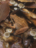 Wood Frog, Rana Sylvatica, Eastern North America