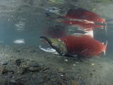 A Male Sockeye Salmon on its Spawning Area (Oncorhynchus Nerka), Kodiak Island, Alaska, USA