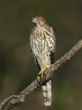 Cooper's Hawk, Accipiter Cooperii, Juvenile Perched on a Branch Looking for Prey, North America
