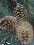 Mature Female or Seed Cones of the Jeffrey Pine, Pinus Jeffreyi, California, USA