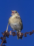 Grasshopper Sparrow Singing, Ammodramus Savannarum, Eastern USA