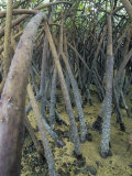 Mangrove Prop Roots Exposed at Low Tide, Fiji, Pacific Ocean