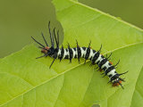 Royal Moth Second Instar Caterpillar Eating a Leaf (Citheronia Aroa). Ecuador