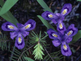 Dwarf Lake Iris Flowers, Iris Lacustris, the Michigan State Wildflower, Michigan, USA